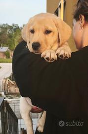 Labrador Retriever Giallo Maschietto