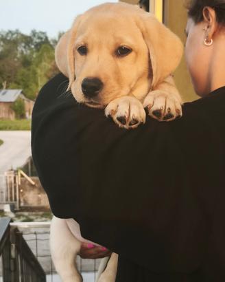 Labrador Retriever Giallo Maschietto
