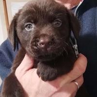 Labrador