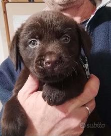 Labrador