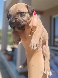 American pitbull terrier - maschio - fawn con masc