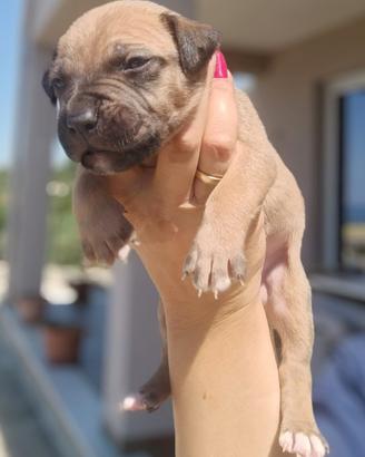 American pitbull terrier - maschio - fawn con masc