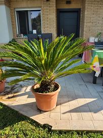 Grande Cycas revoluta in vaso – chioma 120 cm