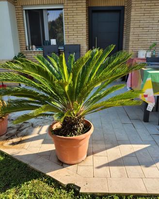 Grande Cycas revoluta in vaso – chioma 120 cm