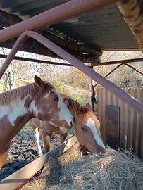 Stallone puledro puro Paint