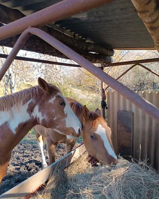 Stallone puledro puro Paint