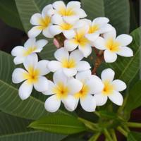 Piante Plumeria Frangipani in vaso di coccio 