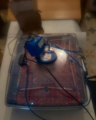 Incubatrice borotto lumia 56 expert