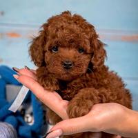 BARBONCINO TOY - BARBONCINI NANI CUCCIOLIpuppy red