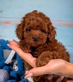 BARBONCINO TOY - BARBONCINI NANI CUCCIOLIpuppy red