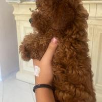 Barboncino toy red