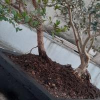 Bonsai di mirto con bonsai di olivo