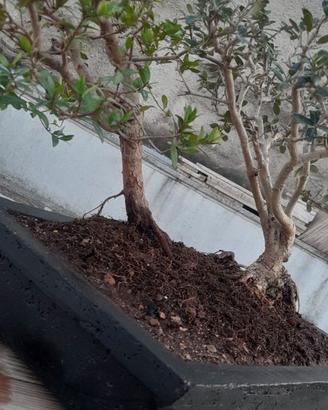 Bonsai di mirto con bonsai di olivo