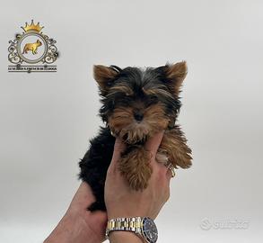 Dolcissima principessina Mini yorkshire