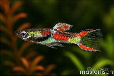 Guppy Endler