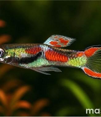 Guppy Endler