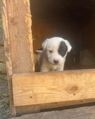 Cuccioli incrocio rotwailer/maremmano