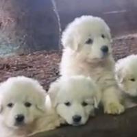 Cane pastore maremmano abruzzese