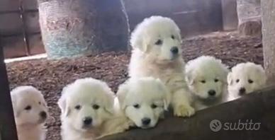Cane pastore maremmano abruzzese