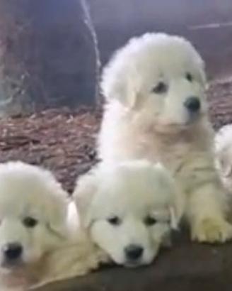 Cane pastore maremmano abruzzese