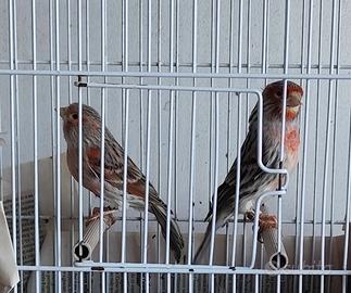 Canarini Agata rosso mosaico