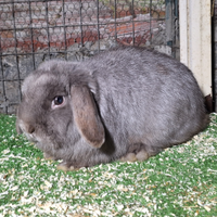 Conigli nani minilop