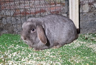 Conigli nani minilop