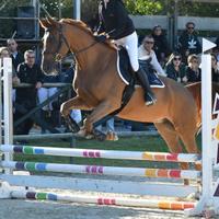 Cavallo da salto sella Italiano 10 anni