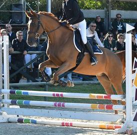 Cavallo da salto sella Italiano 10 anni