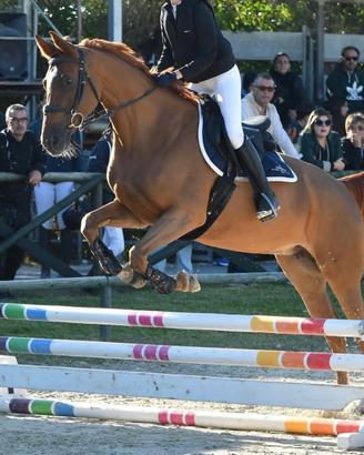 Cavallo da salto sella Italiano 10 anni