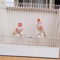 Canarini MASCHI Mosaico rosso