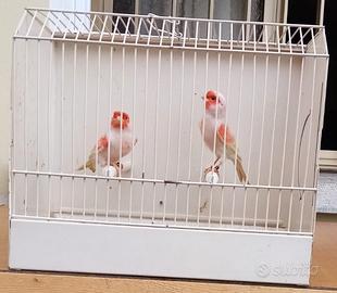 Canarini MASCHI Mosaico rosso