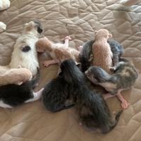 Cuccioli meravigliosi