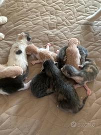 Cuccioli meravigliosi