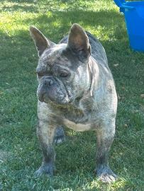 Bulldog francese stallone