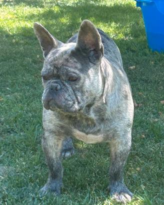 Bulldog francese stallone