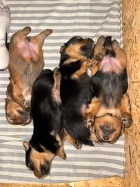 Cuccioli Yorkshire Terrier