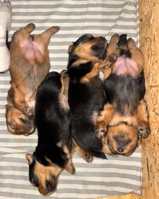 Cuccioli Yorkshire Terrier