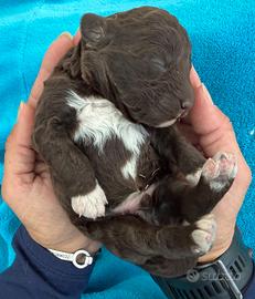 Cuccioli di Lagotto Romagnolo con pedigree 