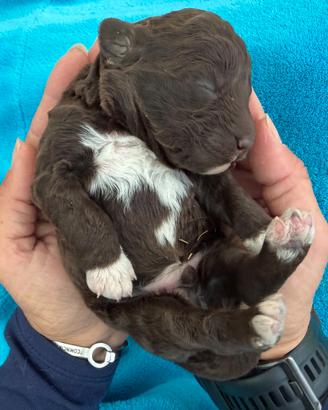 Cuccioli di Lagotto Romagnolo con pedigree 