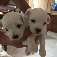 Cuccioli di maltese mini Toy