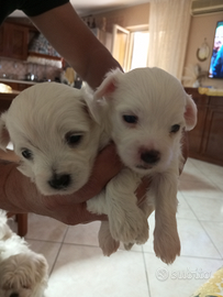 Cuccioli di maltese mini Toy