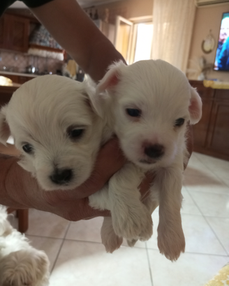 Cuccioli di maltese mini Toy
