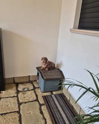 Bassotto kaninchen