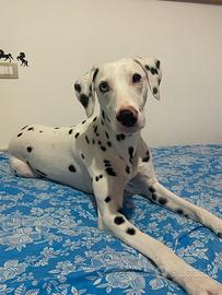 Dalmata Femmina