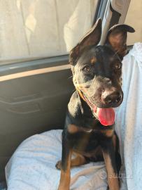 Cucciola simil pastore rott