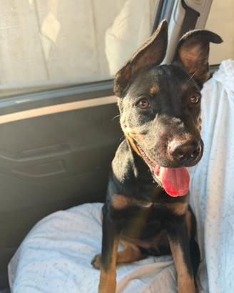 Cucciola simil pastore rott