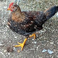 Galline e pulcini