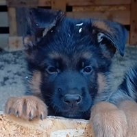 Cucciolo pastore tedesco