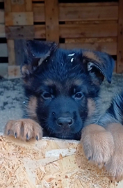 Cucciolo pastore tedesco